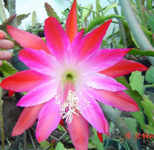 (image for) Epiphyllum \'Orient Express\' 5 Seeds
